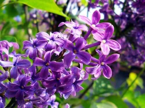 整理人生从一抹紫色开始