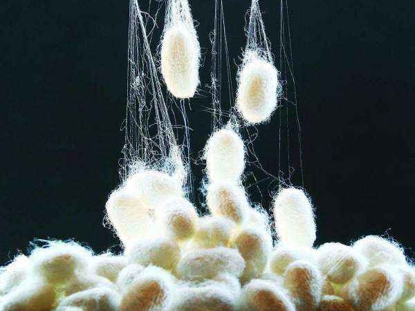 桑蚕丝是什么，带你走进这个天然纤维的奇妙世界